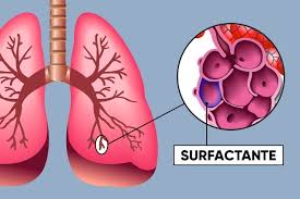 Surfactante pulmonar: qué es y principales funciones - Tua Saúde