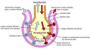 Fisiología respiratoria - Serralco.es | Blog de salud y Enfermería