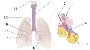 Espacio muerto anatómico - Wikipedia, la enciclopedia libre