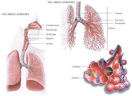 Enciclopedia de Conocimientos Fundamentales UNAM ˜ SIGLO XXI | CIENCIAS DE  LA SALUD