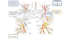Árbol bronquial y pulmones - Docsity | Pulmones, Figuras geometricas para  preescolar, Anatomia y fisiologia humana