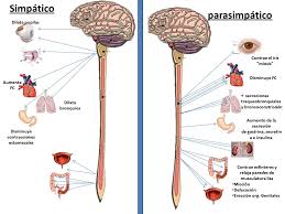 Sistema Nervioso Parasimpático