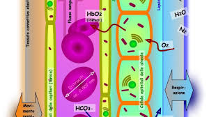 Intercambio de gases en el sistema respiratorio - Ciencia y biología