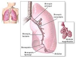 El Sistema Respiratorio Humano: Los Pulmones, lobulillos y alvéolos.