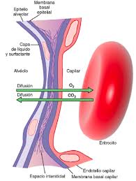Fisiología Respiratoria Diagram | Quizlet