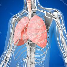 Ventilación Pulmonar funciones | Educándose En Línea