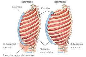 Los músculos que intervienen en la respiración