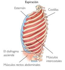 Espiratorios | MÚSCULO A MÚSCULO