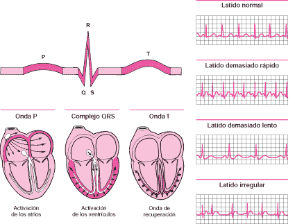 Electrocardiograma: Despolarización cardiaca y representación en el ECG