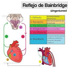 Reflejo de Bainbrige - Ingeniumed